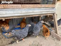 萨塞克斯 — 照片 3