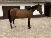 حصان, Hungarian horse breed — الصورة 2