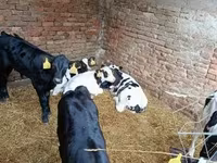 Bull, Holstein breed — photo 4