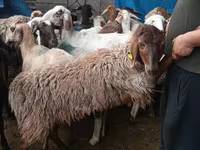 Ram, Sheep — photo 1