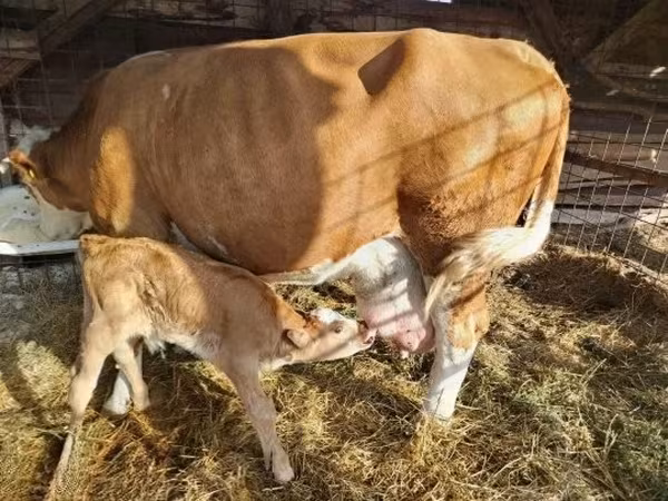 Bull, Limousin cow — Hungary