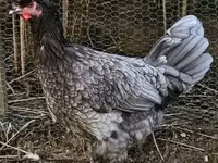 Chickens — Foto 1