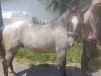 Caballo, Caballos — foto 4