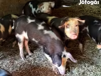 公猪, Pigs — 照片 2