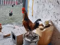 Chickens — 4-сурет