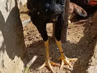 Chickens — الصورة 2
