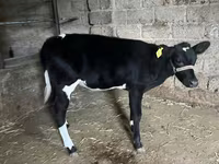 İribuynuzlu mal-qara (partiya, cinsi göstərilməyib), Russian Black pied cattle — foto 3