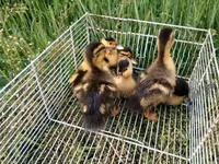 Německý pekin — foto 4