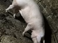 Sow, Pigs — photo 6