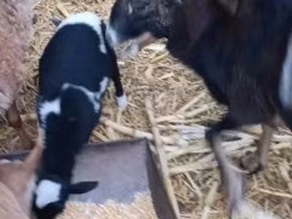 Ram, Dorper sheep
