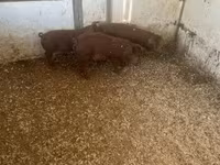 Boar, Мангалица — photo 5