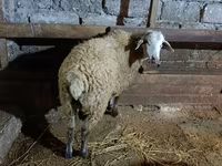 Brebis, Moutons — photo 1