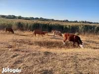 गाय, लिमोज़िन गाय — फ़ोटो 2