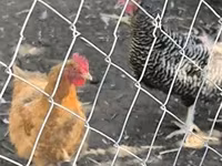 Chickens — photo 2