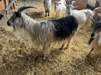 母山羊, Goats — 照片 1