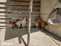 Chickens — foto 1