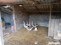 Geese — photo 1