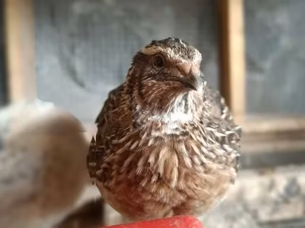 Quails — Węgry