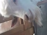 Nőstény kecske, Saanen goat — 3. fotó