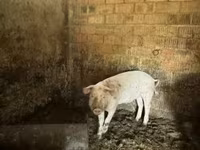 خنزير ذكر, Крупная белая — الصورة 2