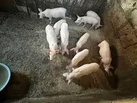 Süldőanya, Ландрас — 5. fotó
