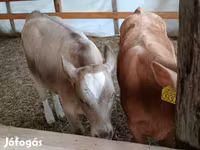 Bulle, Simmental cattle — Foto 1