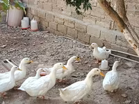 Ducks — foto 3