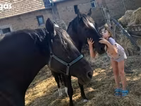 公马, Nonius horse — 照片 5