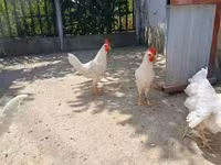 Leghorn — photo 1