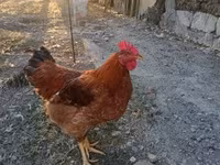 Chickens — 照片 8