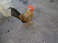 Chickens — foto 1