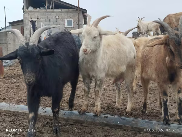 Goat, Saanen goat
