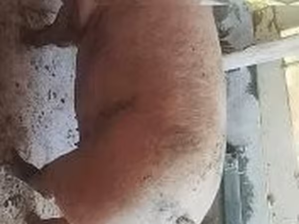 Sow, Pigs — Hungary