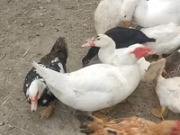 Ducks — photo 2