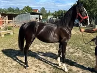 घोड़ी, Dutch warmblood horse — फ़ोटो 2