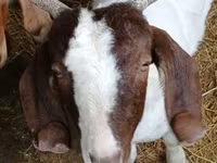 Kozel, Boer goat — foto 6