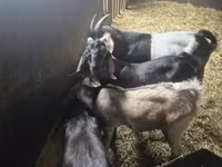 公山羊, Nubian Goat — 照片 1