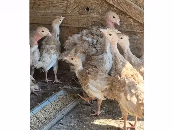 Бургонский красный