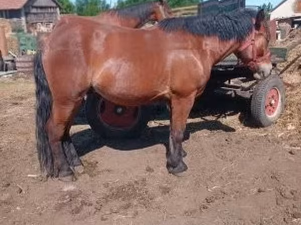 Horse (M), Horses