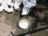 Ducks — 4. fotó