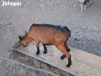 Nőstény kecske, Alpine goat — 6. fotó