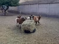 Kos, Cameroon sheep — 4. fotó