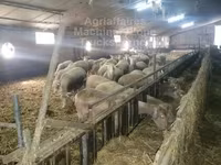 Juh, Ile-de-France sheep — 2. fotó