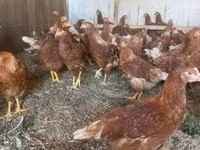Chickens — foto 2