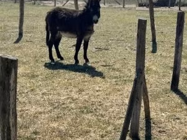 At, Kerry Bog Pony
