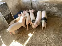 猪（批次，未指定性别）, Pigs — 照片 3