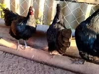 Australorp — foto 4