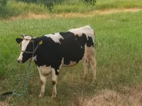 Kuh, Holstein-Rasse — Foto 1