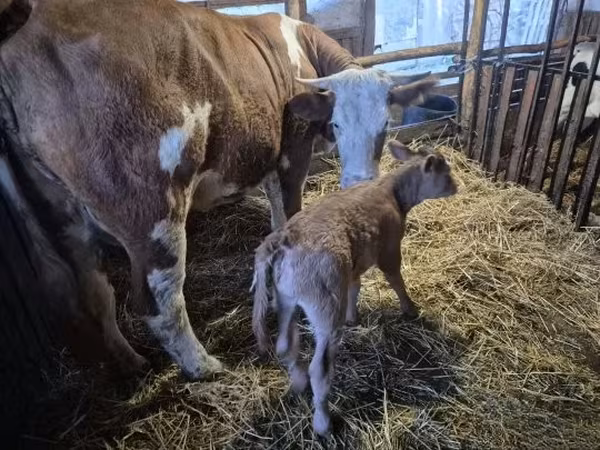 गाय, Simmental cattle — हंगरी