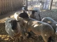 公羊, White Suffolk sheep — 照片 4